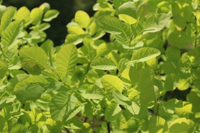 Cotinus coggygria 'Golden spirit'- ruj vlasatá - jarní výhonky